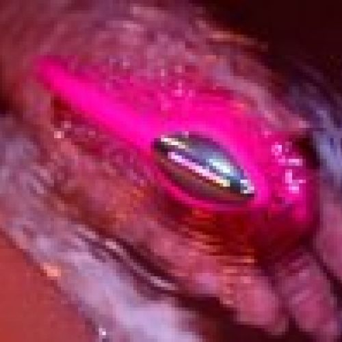 LOVENSE LUSH 4