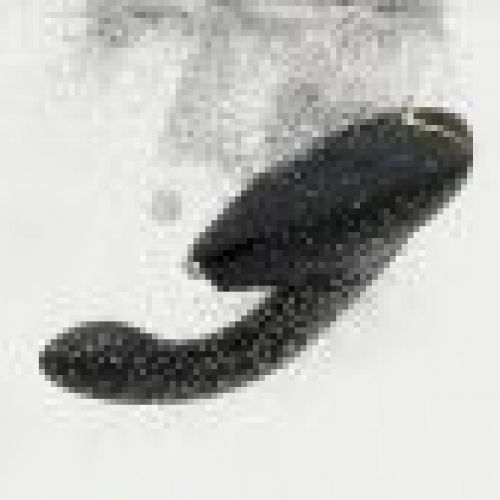 WOMANIZER DUO 2 BLACK